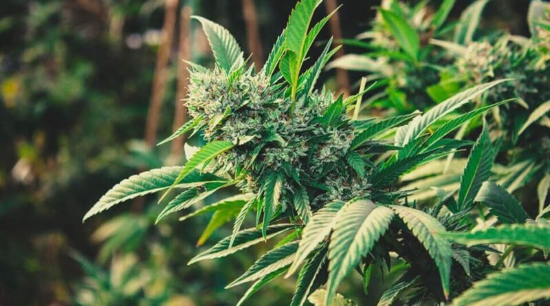 Why Growing Marijuana Indoors Is Better Than Outdoors in 2021?