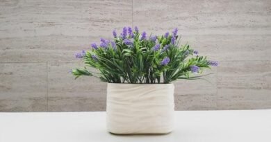 Online Home Plant Delivery