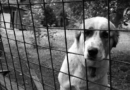 A Comprehensive Guide to Finding the Right Modern Custom Dog Crate for Home Pets